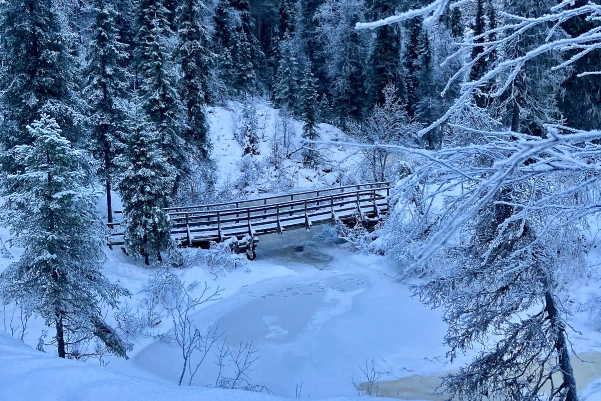 Randonnée dans la forêt en laponie finlandaise